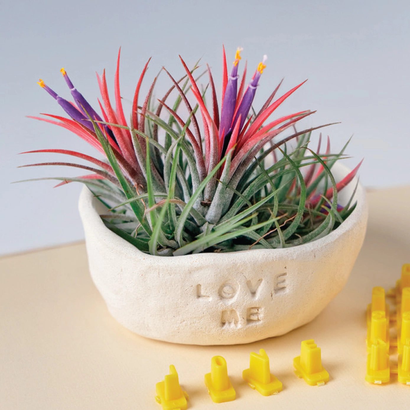 makers kit air plant Craft Maker Air Dry Clay Creative Kit – Salty Bloom