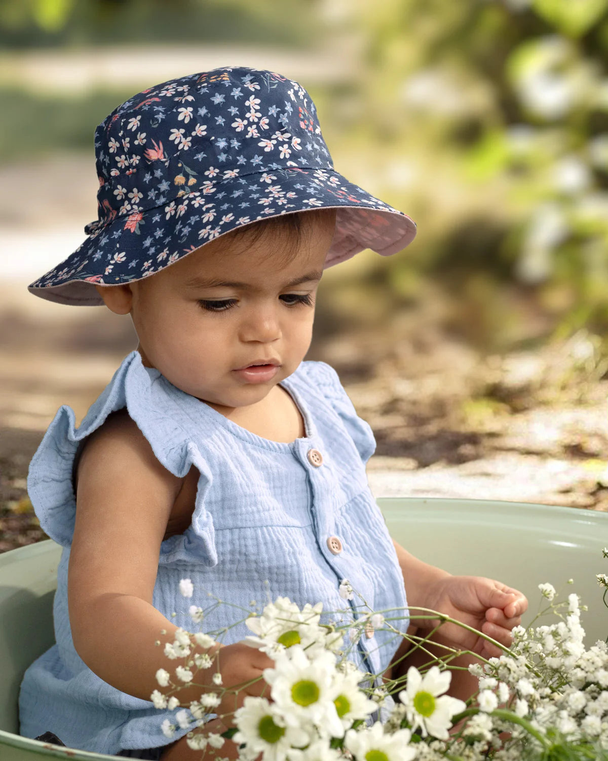Sunhat Acacia